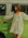 MILLE Clothing Alma Dress in Sweet Pea Stripe